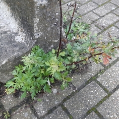 Artemisia vulgaris