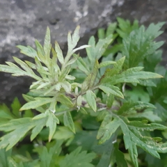 Artemisia vulgaris