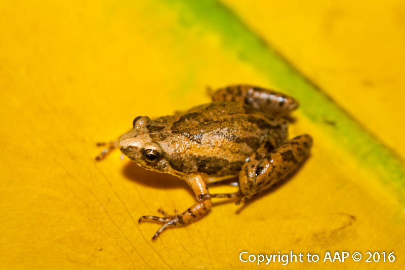 Bali Chorus Frog