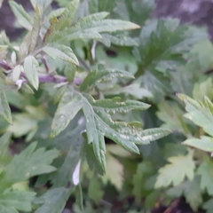 Artemisia vulgaris