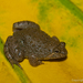 Sumatran Puddle Frog - Photo (c) Asman Adi Purwanto, some rights reserved (CC BY-NC), uploaded by Asman Adi Purwanto