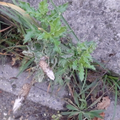 Cirsium arvense
