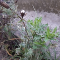Cirsium arvense