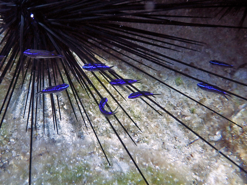 Mediterranean Damselfish, Peloponnese, Peloponnese, Western Greece and the Ionian Islands, GR, photo 8 of 10