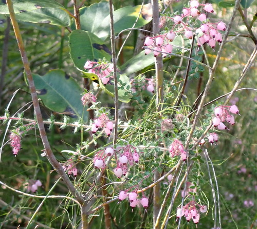 Eyelash Heath (Erica aneimena)