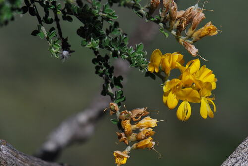 Genista canariensis