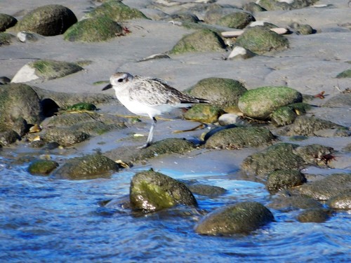 iNaturalist observation photo of Black-bellied Plover
