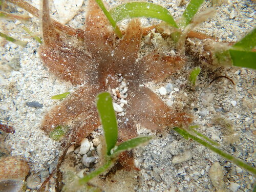 Thalassia hemprichii iNat (1)