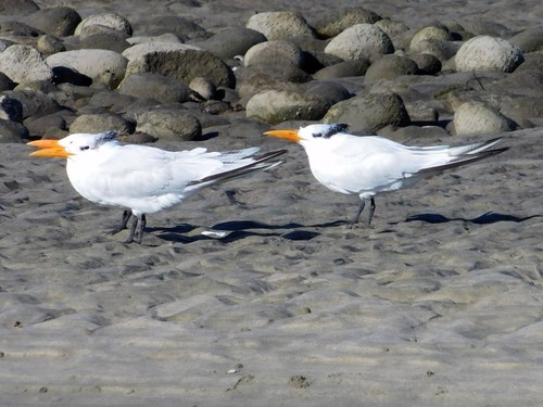 iNaturalist observation photo of Royal Tern