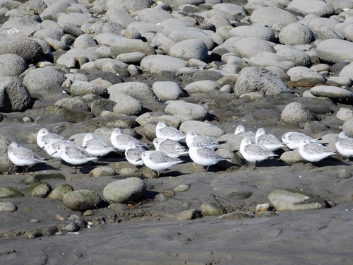 iNaturalist observation photo of Sanderling
