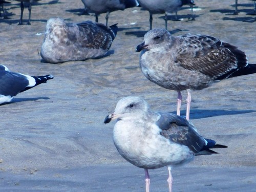 iNaturalist observation photo of Western Gull