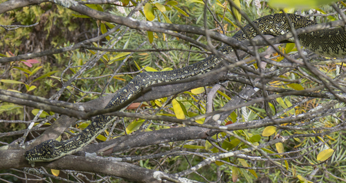 Diamond Python sighting