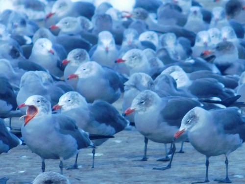 iNaturalist observation photo of Heermann's Gull