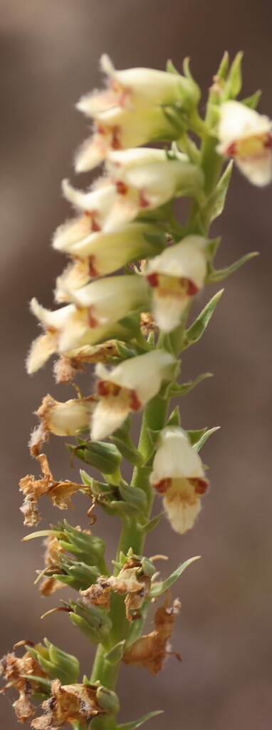 Digitalis cedretorum