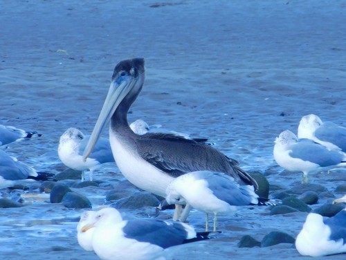 iNaturalist observation photo of Brown Pelican
