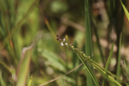 Salomonia ciliata iNat (3)