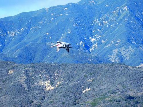 iNaturalist observation photo of Brown Pelican