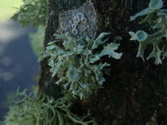 Ramalina glaucescens
