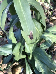 Calycomyza solidaginis