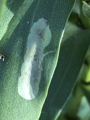 Calycomyza solidaginis