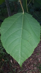 Alchornea glandulosa