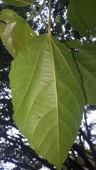 Alchornea glandulosa
