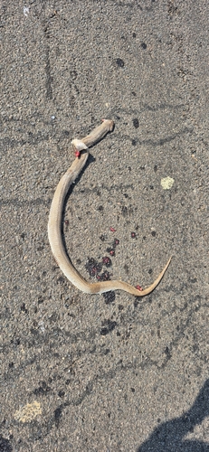Mozambique Spitting Cobra