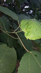 Alchornea glandulosa