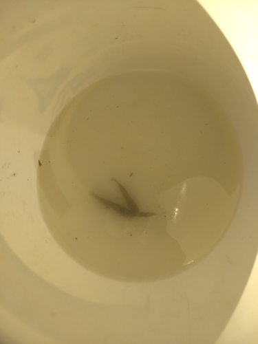Baja California killifish (Fundulus lima) — Fundulidae
