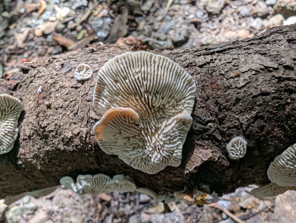 Daedaleopsis styracina · September 2025 · photo: © atsushi_nakajima_cirque (iNaturalist, cc-by)