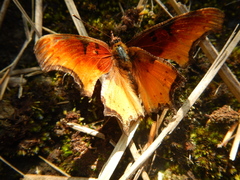 Polygonia haroldii
