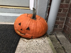 Cucurbita maxima maxima