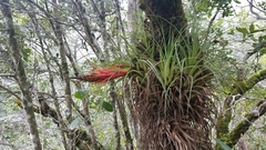 Tillandsia punctulata