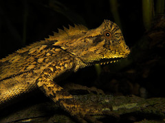 Gonocephalus kuhlii