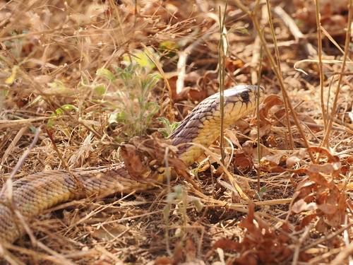 Snouted Cobra