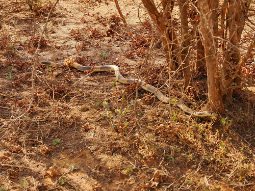 Snouted Cobra