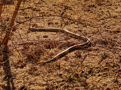 Snouted Cobra