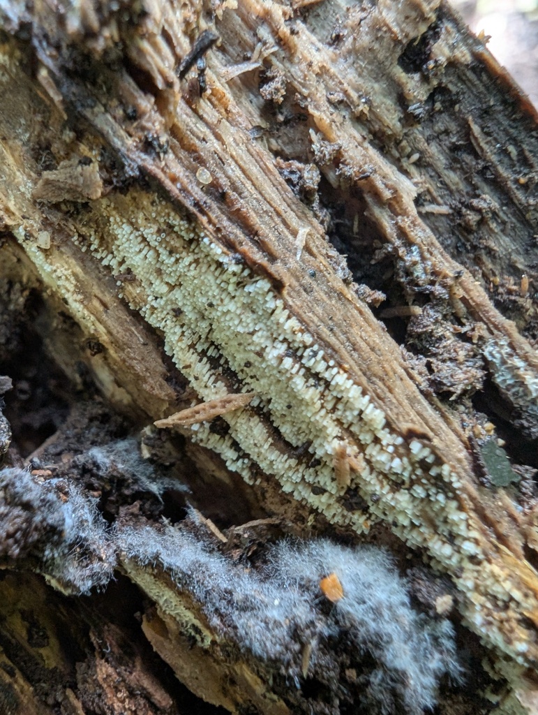 Henningsomyces candidus · September 2025 · photo: © atsushi_nakajima_cirque (iNaturalist, cc-by)