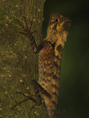 Gonocephalus kuhlii