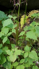 Lactucinae