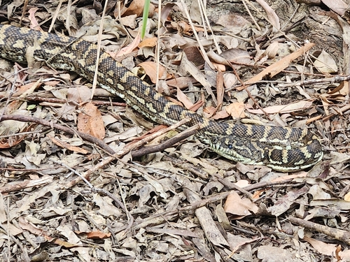 Coastal Carpet Python sighting