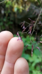 Lactucinae
