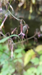 Lactucinae
