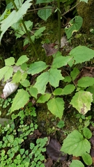 Lactucinae