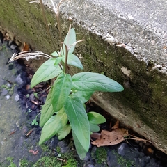Epilobium ciliatum