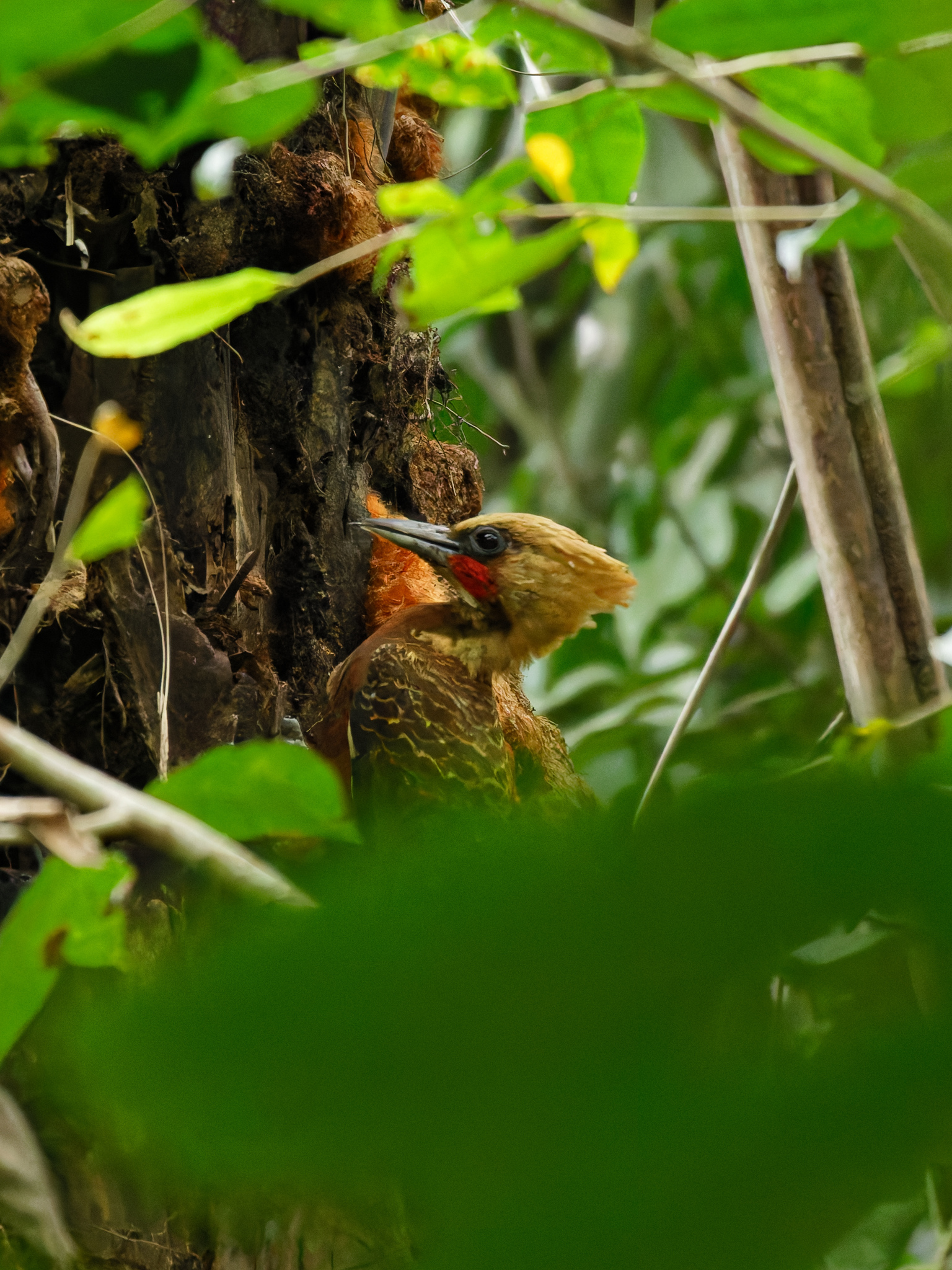 Pale-crested Woodpecker illustration
