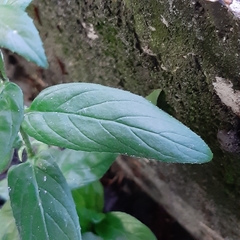 Epilobium ciliatum