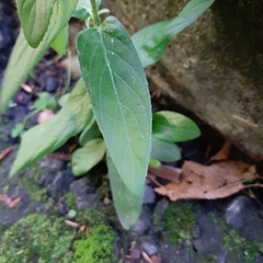 Epilobium ciliatum