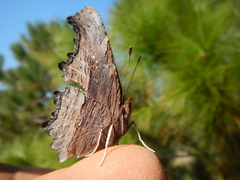 Polygonia haroldii