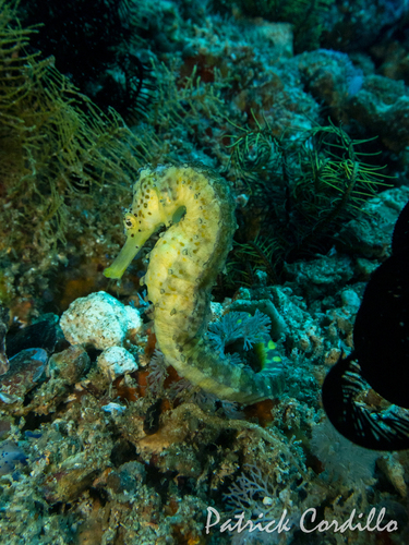 Hippocampus comes